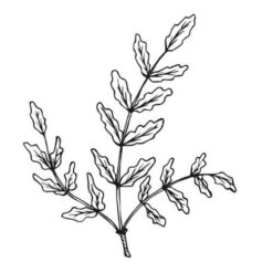 Alteya Frankincense kadidlový olej 100% Bio 10 ml Alteya Organics www.bohre.sk