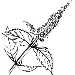 Alteya Mätový olej 100% Bio 10 ml Alteya Organics www.bohre.sk