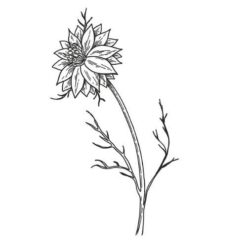 Alteya Rasca čierna olej 100% Bio 50 ml Alteya Organics www.bohre.sk