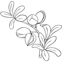 Argánový olej 100% Bio Alteya 100 ml Alteya Organics www.bohre.sk