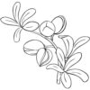 Argánový olej 100% Bio Alteya 50 ml Alteya Organics www.bohre.sk