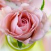 Biofresh glycerínové mydlo Ruža kruh Rose of Bulgaria 70 g Biofresh Ltd. www.bohre.sk