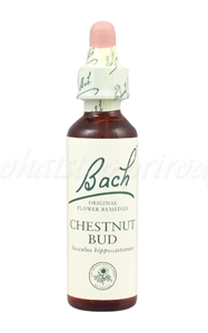 Chestnut Bud - bachove kvapky A. Nelson&Co.Ltd www.bohre.sk
