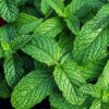 Krém na nohy Cool Menthol AROMA 75 ml Aroma www.bohre.sk