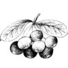 Olej z Acai Berry 100% Bio Alteya 100 ml Alteya Organics www.bohre.sk