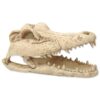 Repti Planet Krokodília lebka 13,8 cm REPTI PLANET www.bohre.sk