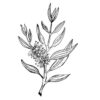 Tea Tree (čajovníkový) olej 100% Bio Alteya 5 ml Alteya Organics www.bohre.sk